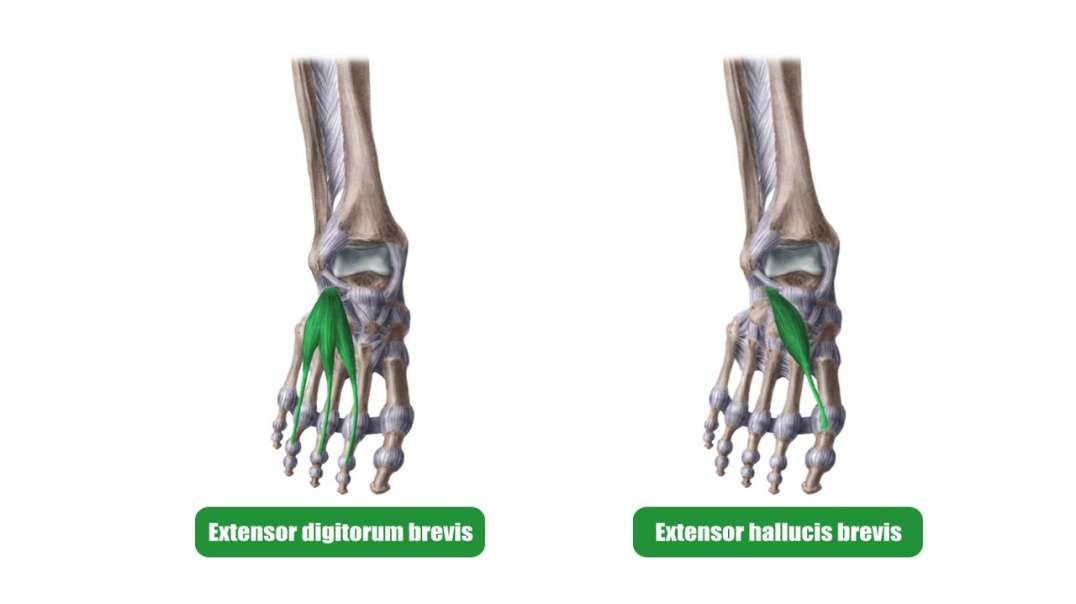 Functions of the medial plantar muscles