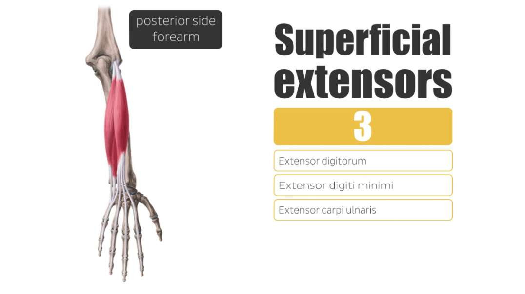 Superficial Extensors of the Forearm