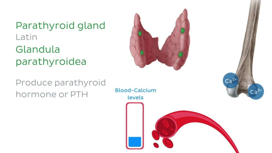 Parathyroid Gland Histology