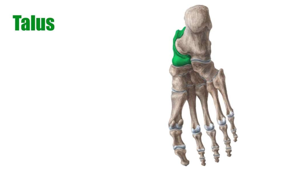 Joints and blood supply of talus
