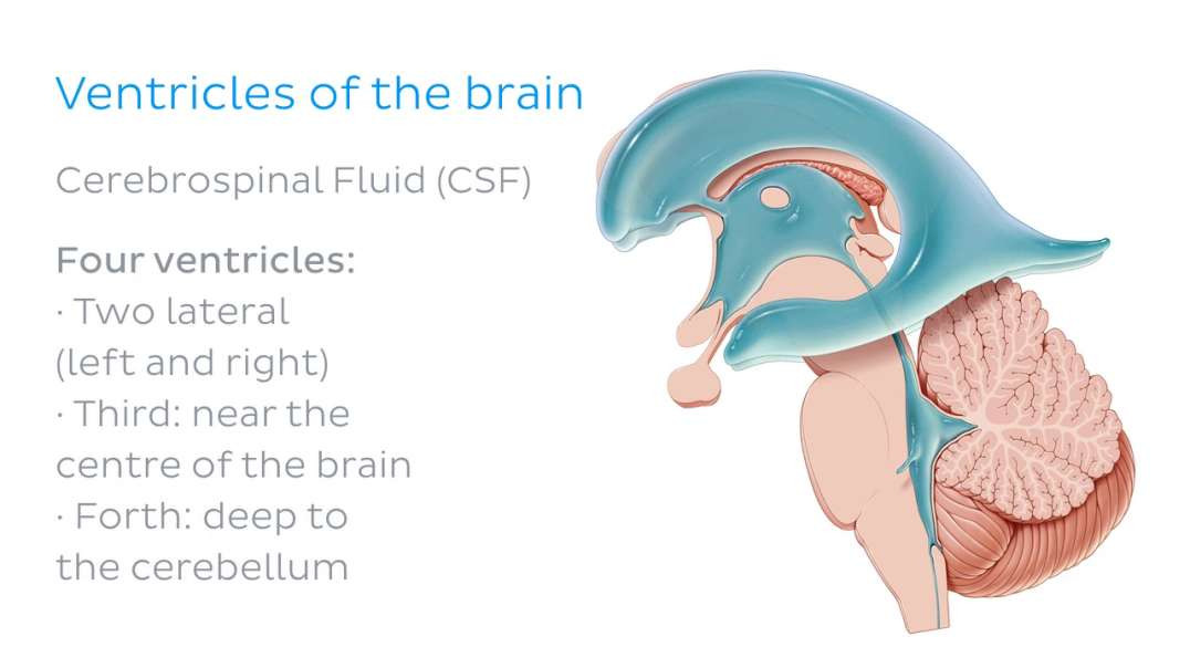 Ventricles of the brain