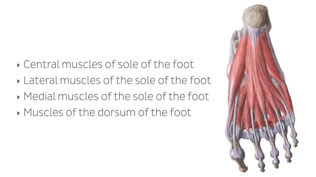 Muscles of the foot