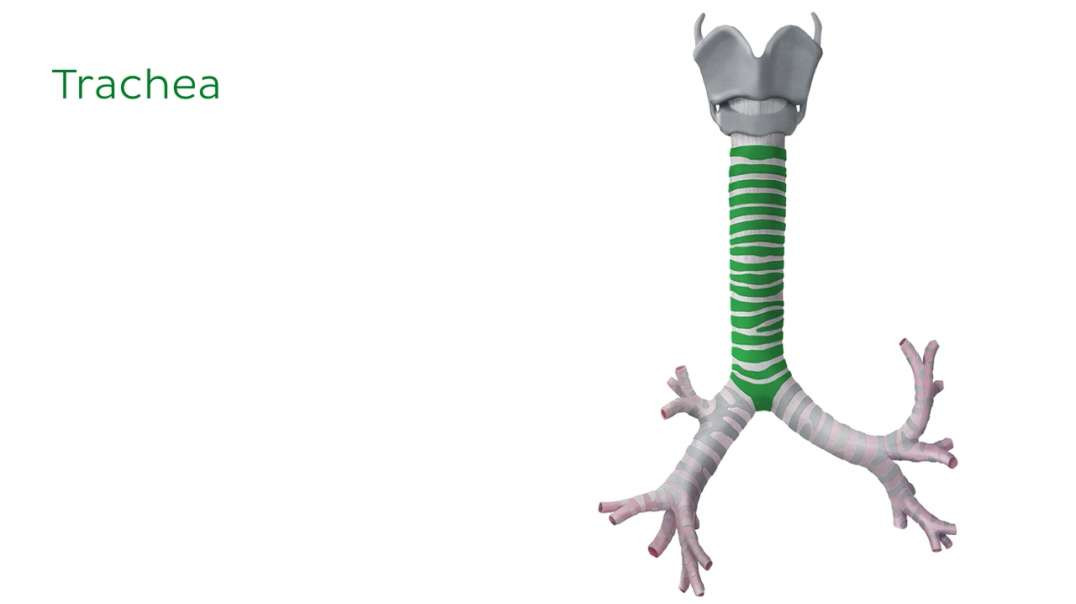 Organs of the respiratory system