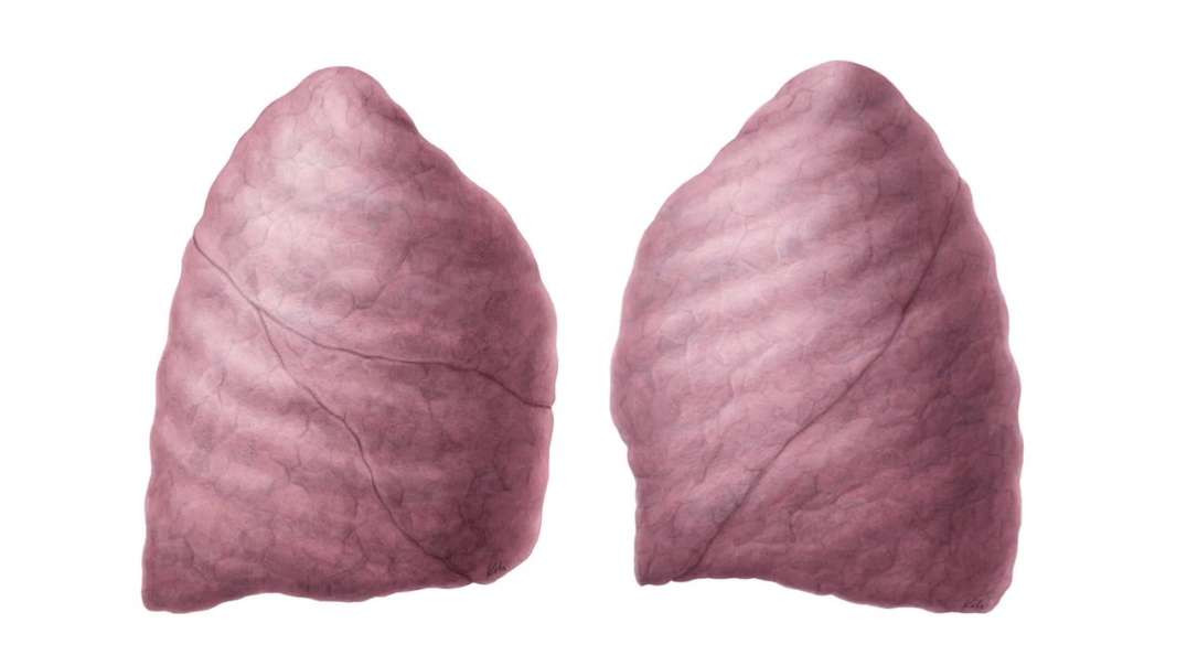 Lateral view of the Lungs
