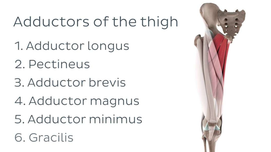 Functions of the adductor longus muscle