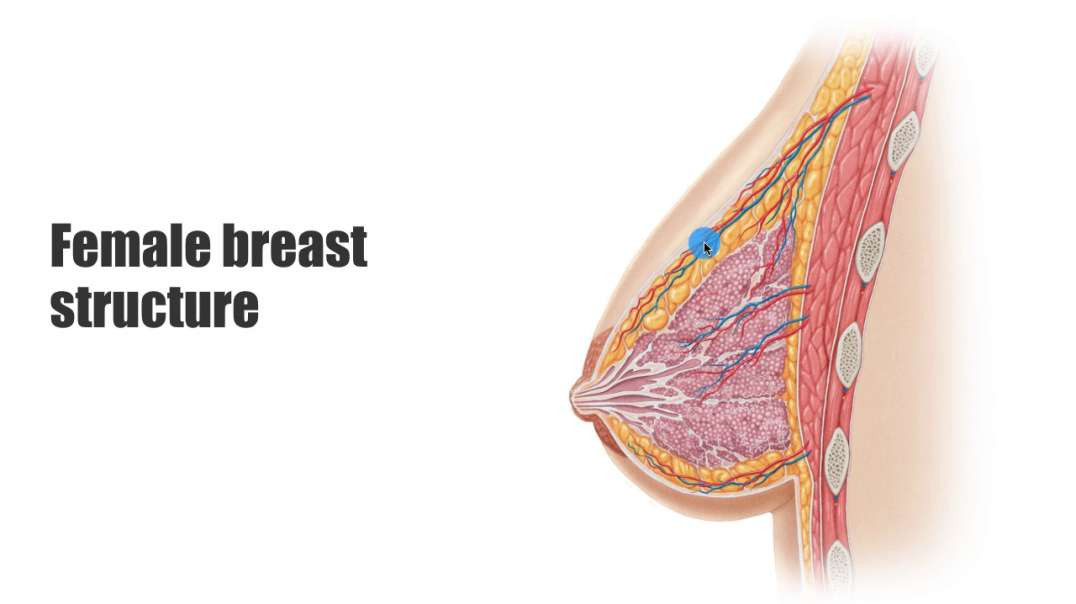 Female breast structure