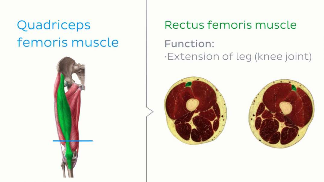 Gracilis muscle level