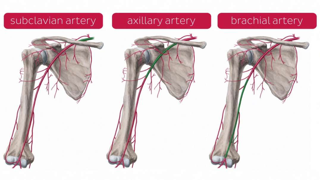 Neurovasculature of upper arm
