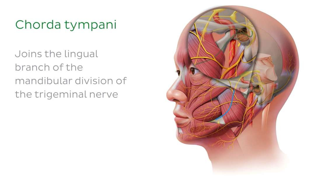 Facial nerve