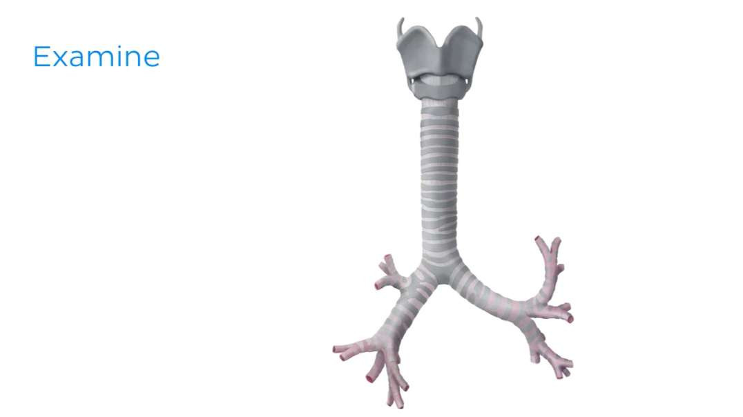 How to examine histology slides