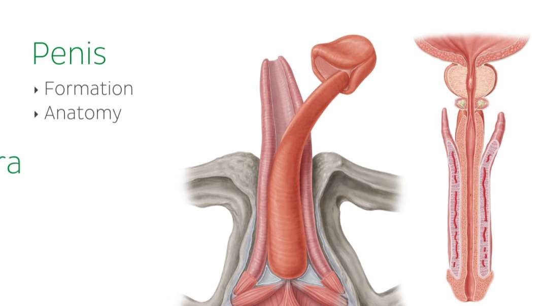Penis and male urethra