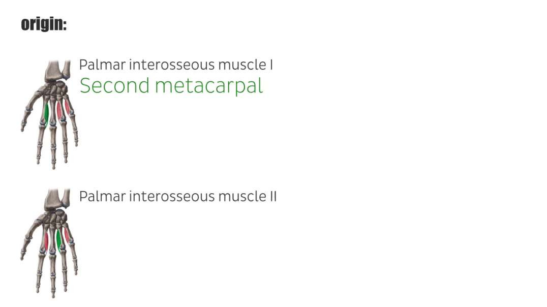 Palmar interossei muscles