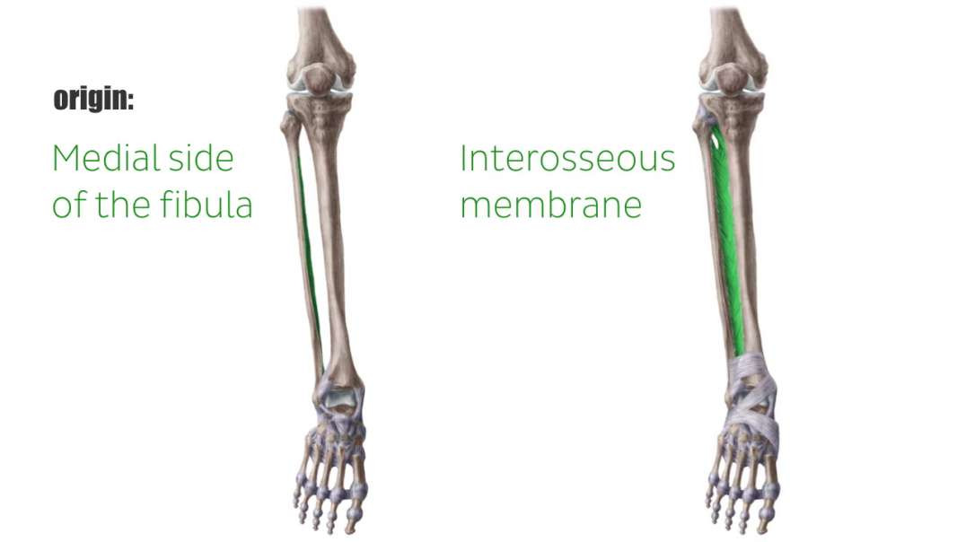 Extensor hallucis longus muscle