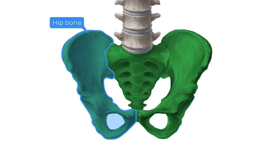 Hip bone and femur