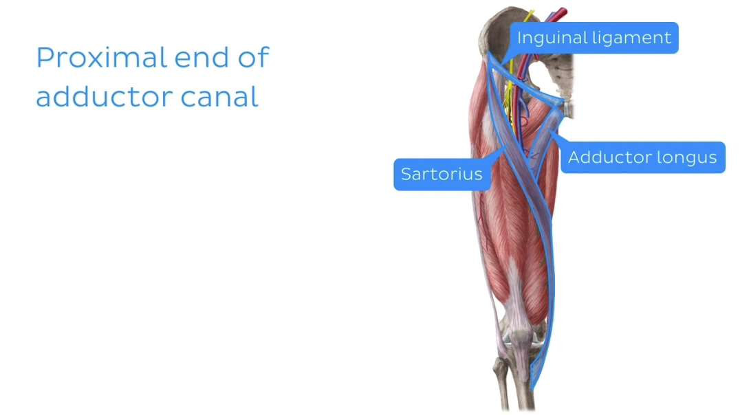 Adductor canal Kenhub-Adductor canal from