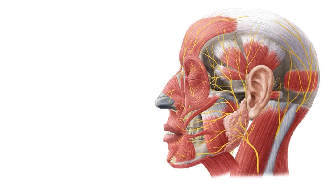Superficial nerves of the head
