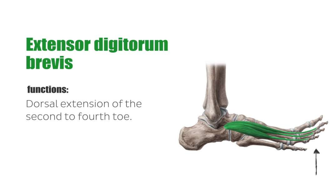 Muscles of the dorsum of the foot