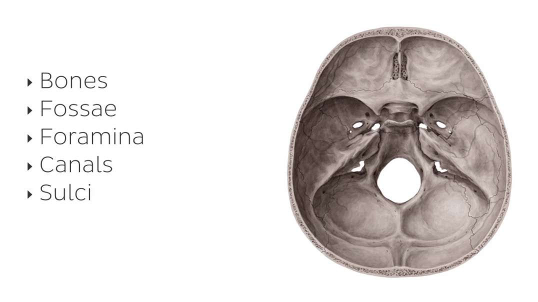 Superior view of the base of the skull
