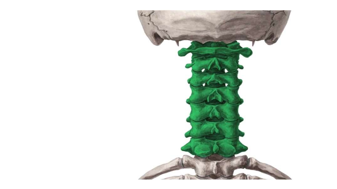 Cervical spine