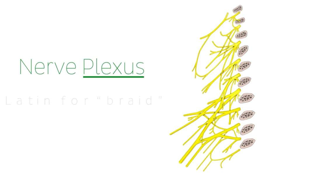 What is a nerve plexus