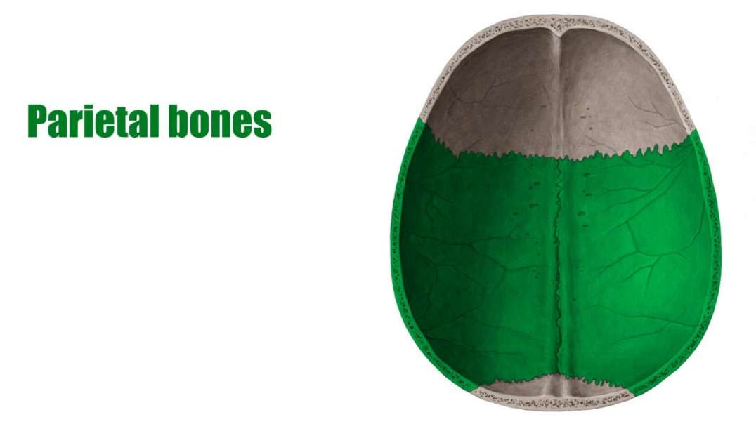 Parietal bone