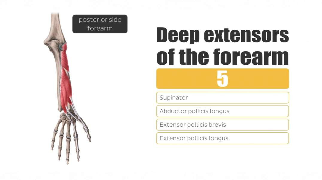 Deep Extensors of the Forearm