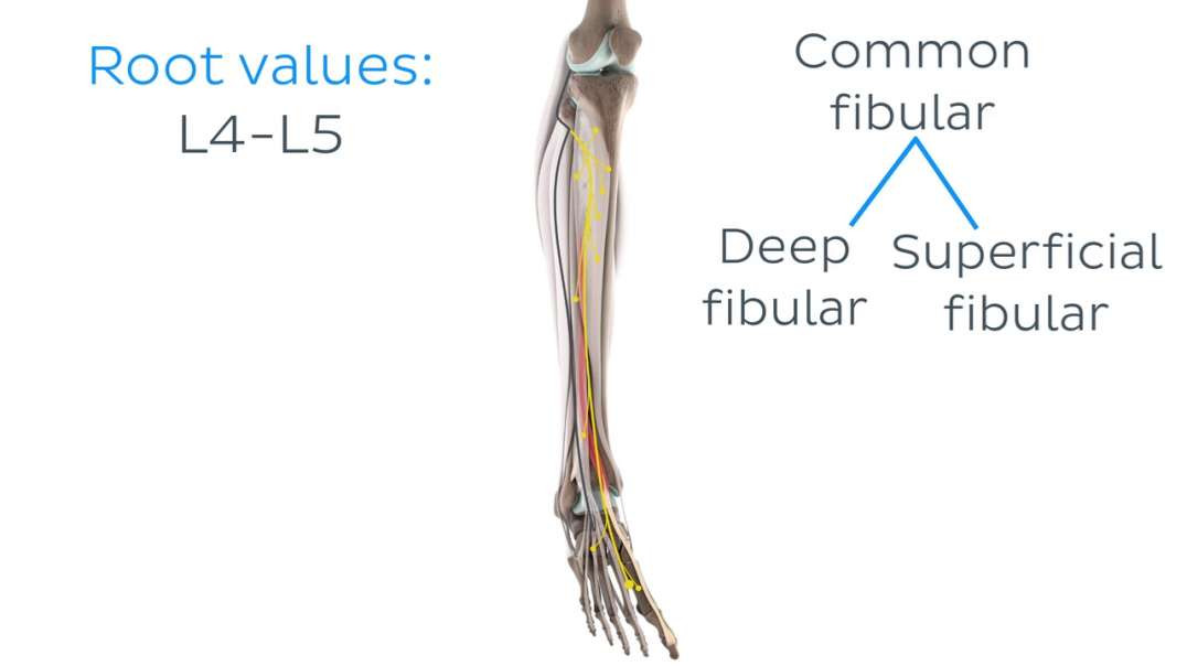 Functions of the tibialis anterior muscle