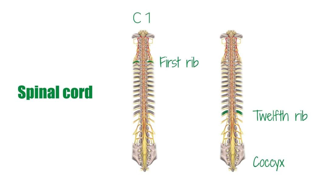 Structure of the spinal cord