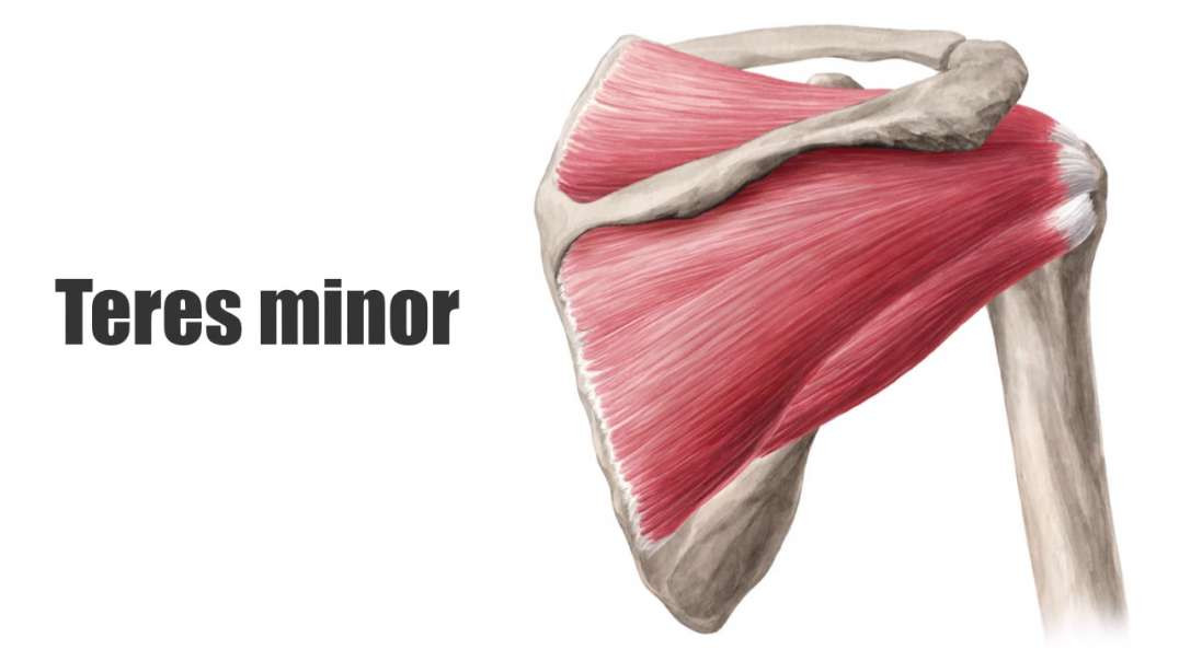 Teres minor