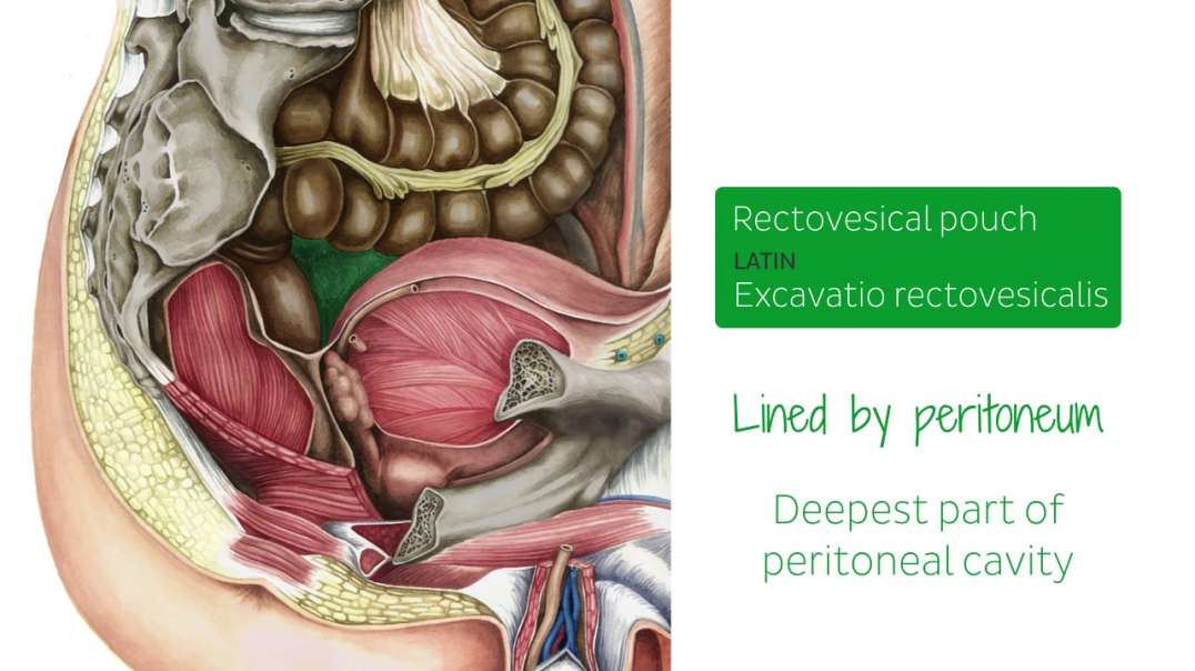 Rectovesical pouch
