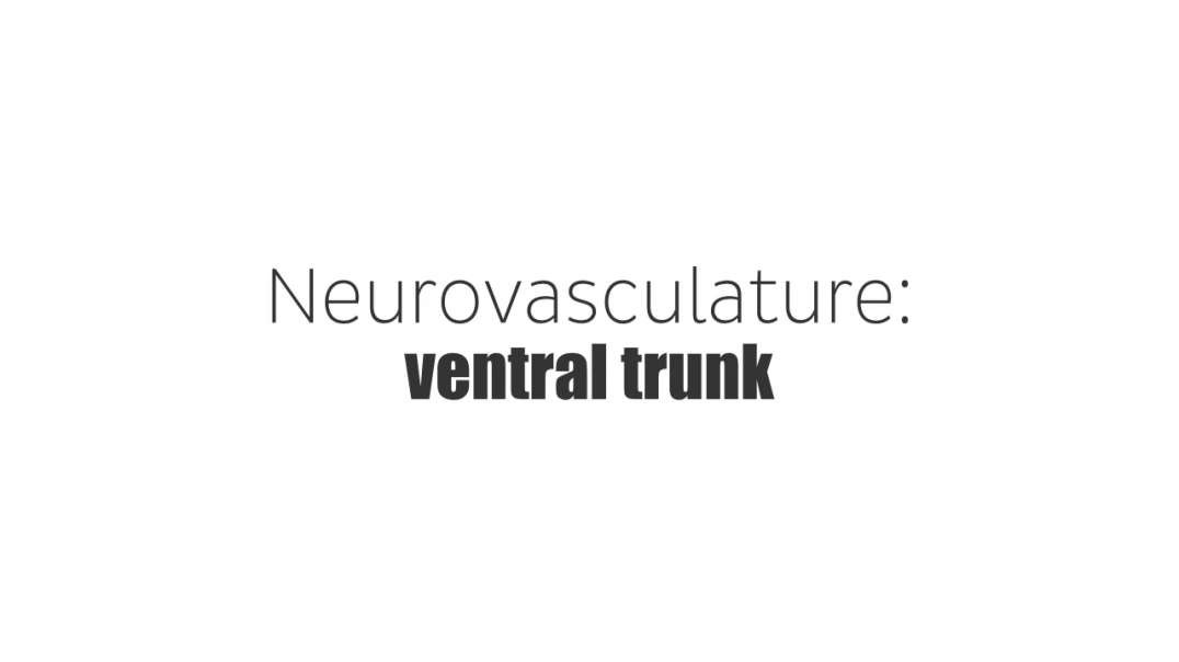 Neurovasculature of the ventral trunk