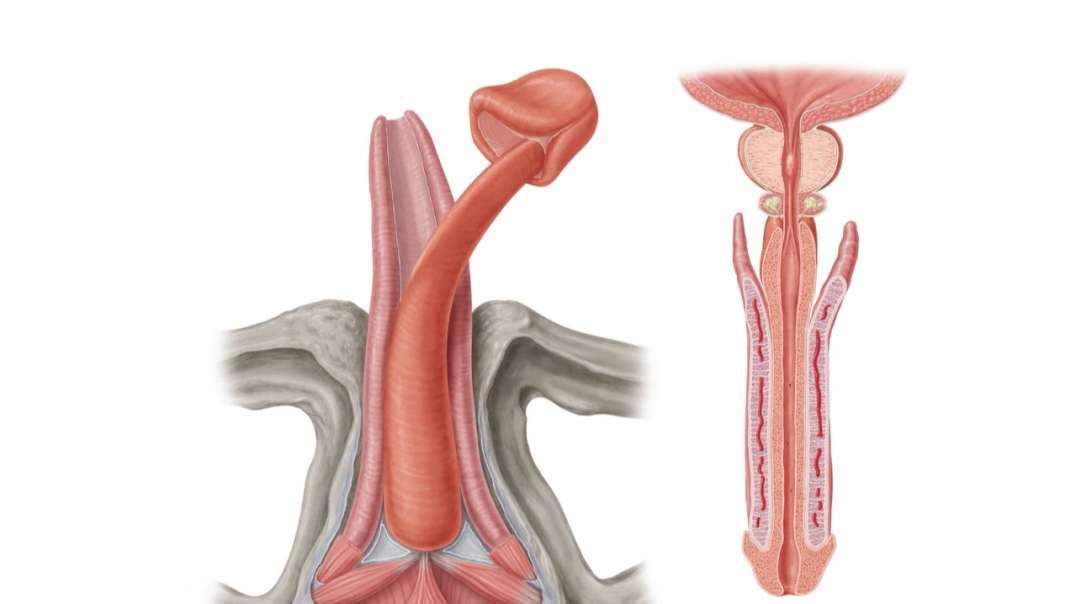 Penis and male urethra