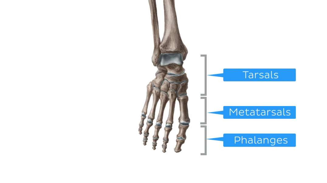 Muscles of the lower leg and knee