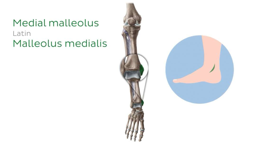 Ankle joint