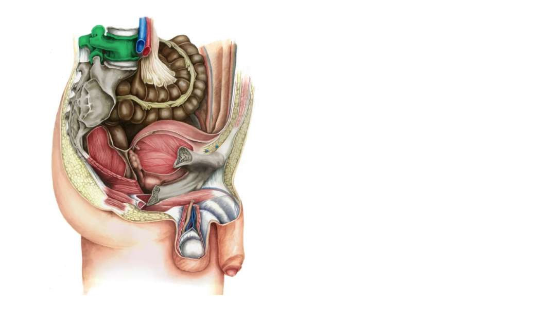 Male pelvic viscera and perineum