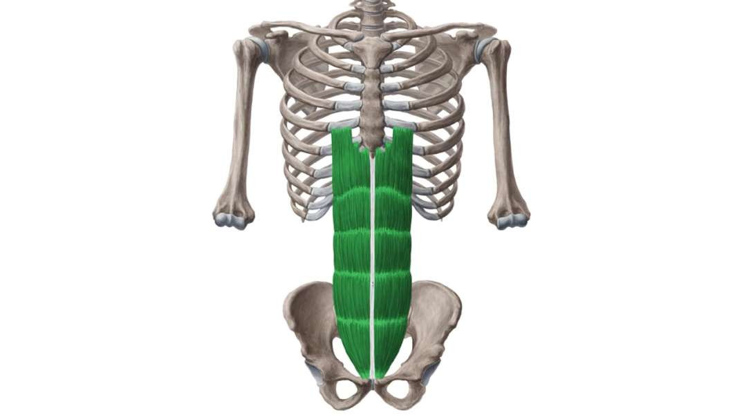 Rectus abdominis