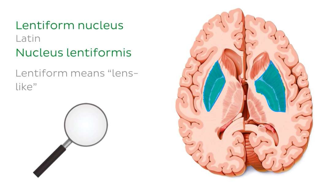 Horizontal section of the brain