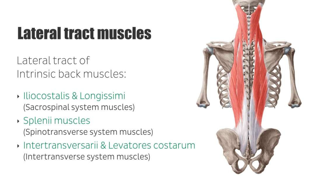 Intrinsic muscles of the back lateral tract