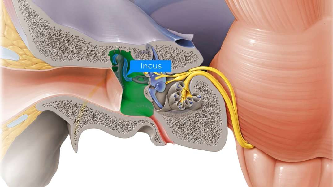 Vestibulocochlear nerve