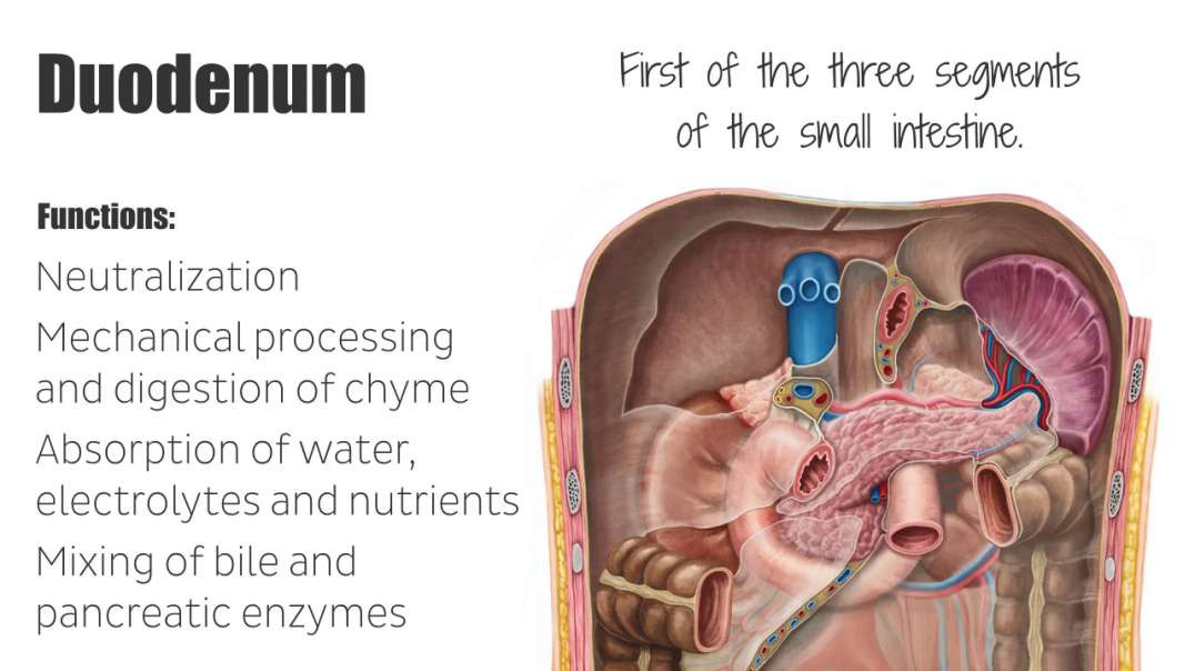 Duodenum