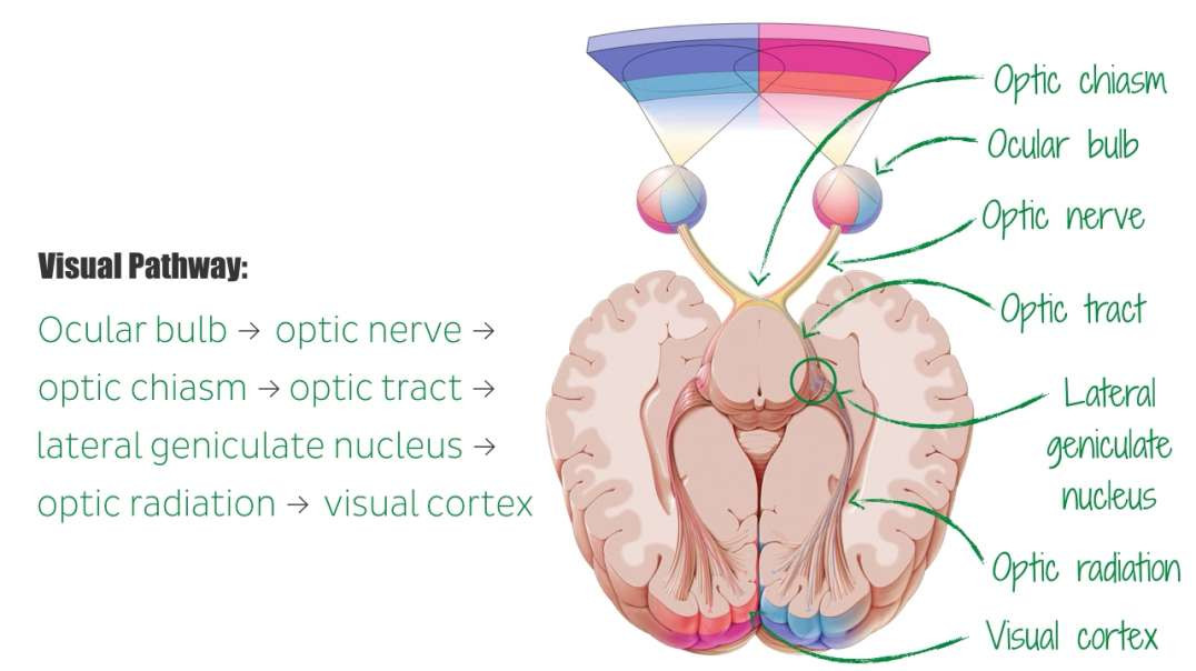 Optic nerve
