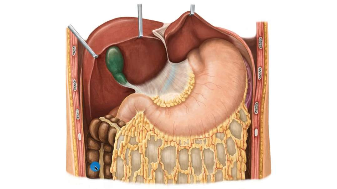 Stomach in situ