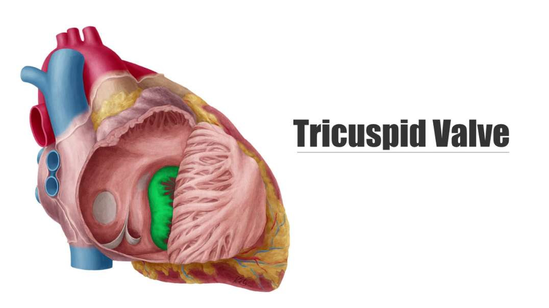 Tricuspid Valve