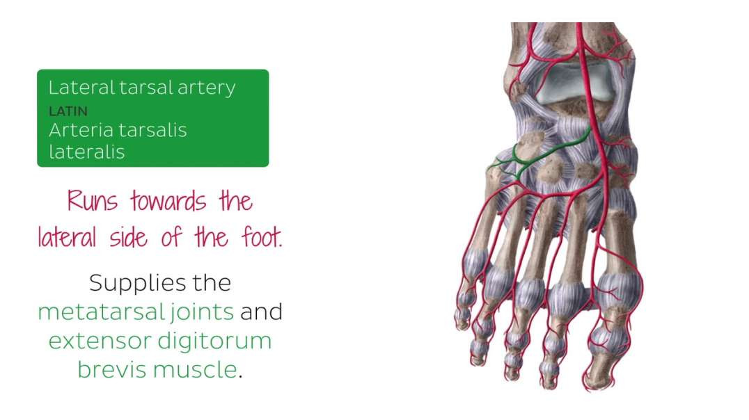 Arteries and nerves of the foot