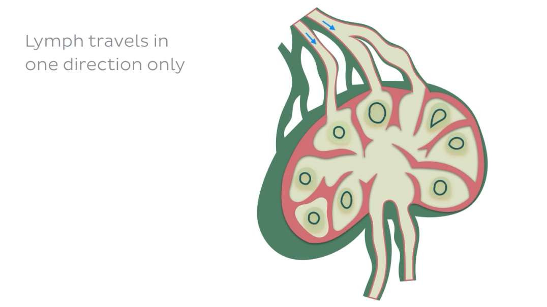 Lymphatics of the lungs