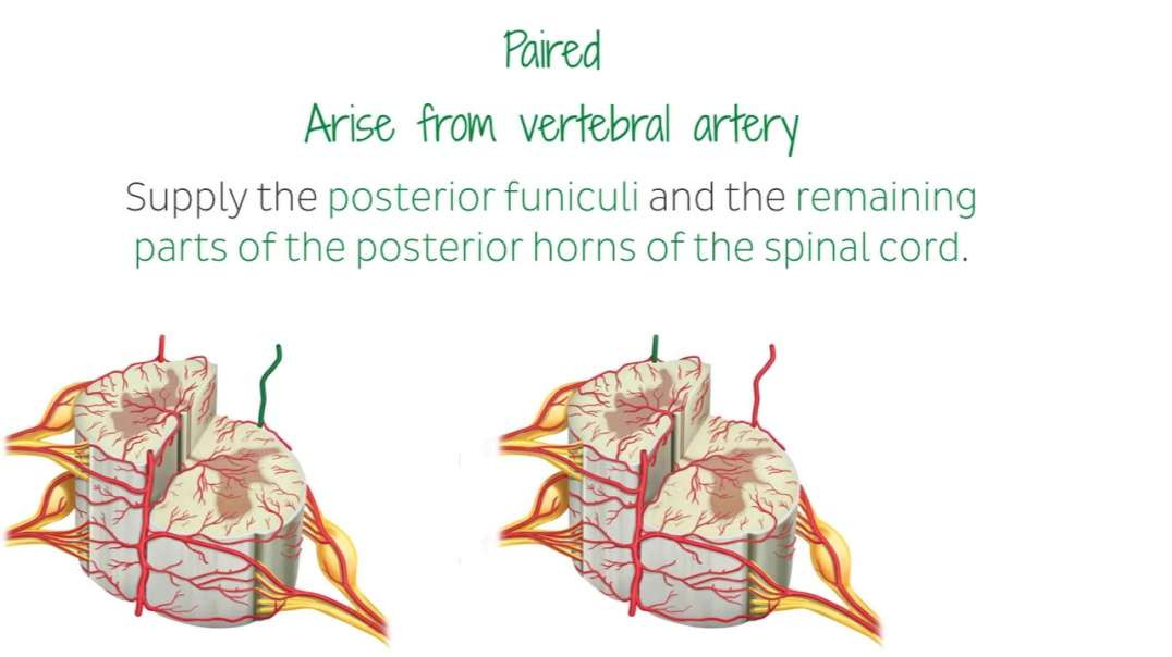 Blood vessels of the spinal cord