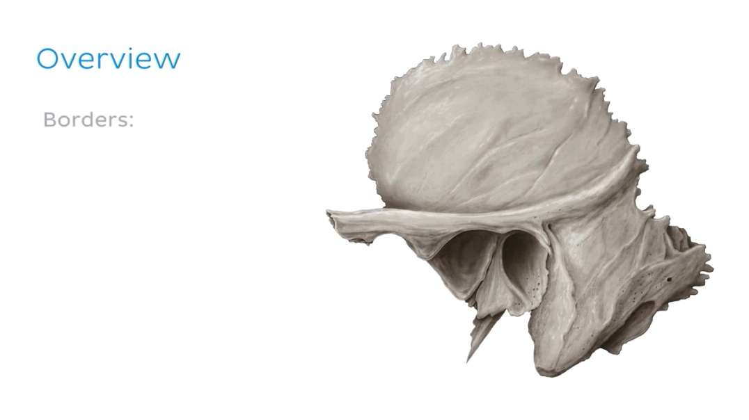 Temporal bone