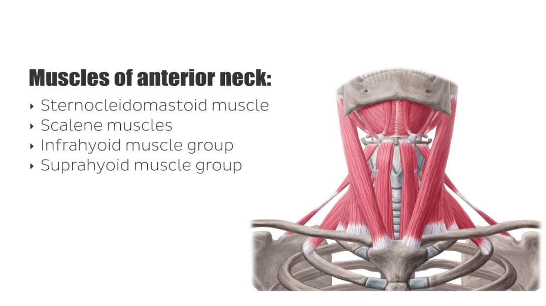 Muscles of the anterior neck