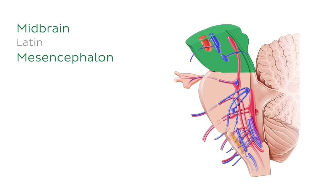 Cranial nerve nuclei