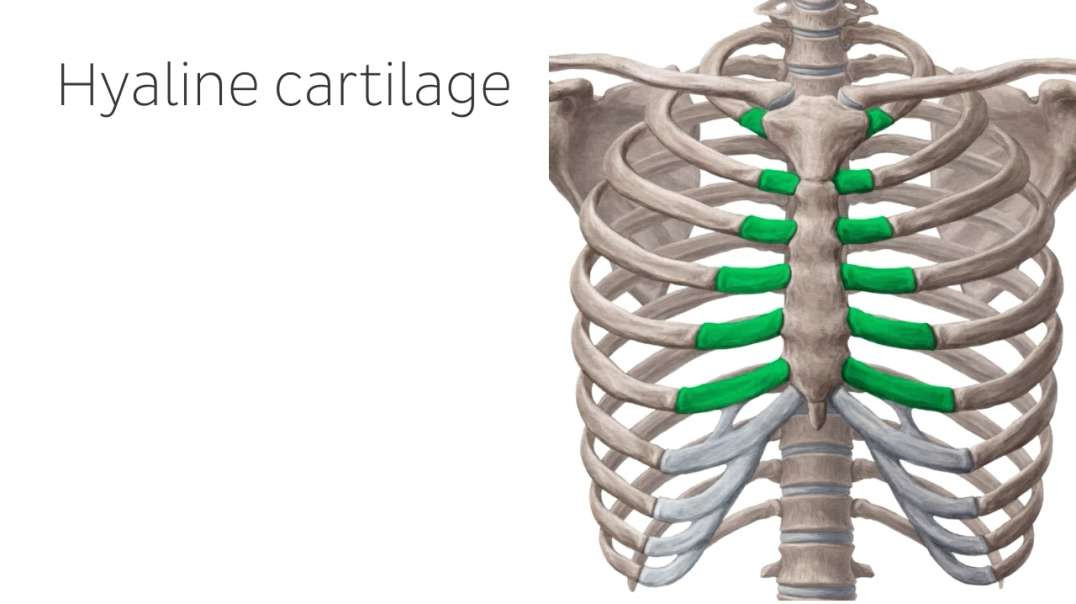What is cartilage Kenhub